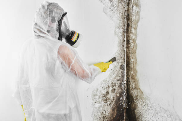 Best Crawl Space Mold Removal  in Prairie City, IA