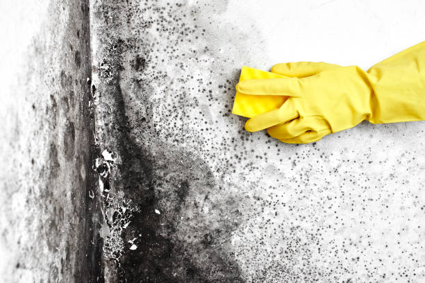 Best Residential Mold Removal  in Prairie City, IA