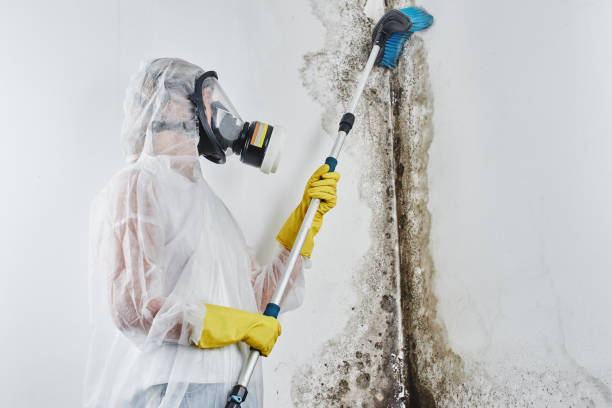 Best Emergency Mold Removal  in Prairie City, IA