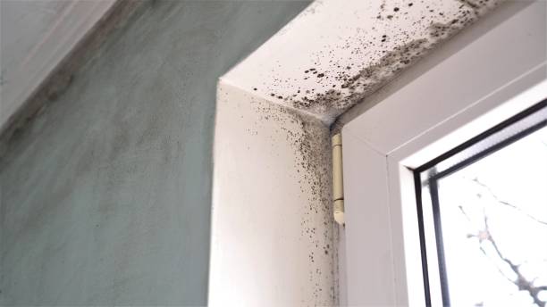 Best Mold Damage Repair  in Prairie City, IA