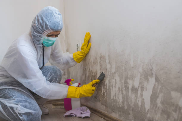 Best Toxic Mold Removal  in Prairie City, IA