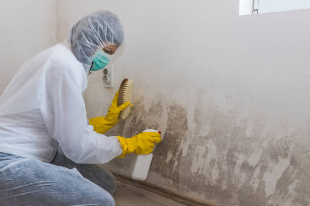 Best Mold Cleaning Services  in Prairie City, IA