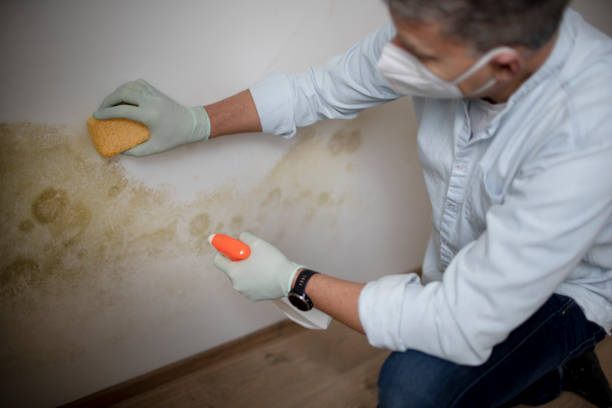 Best Mold Removal Company Near Me  in Prairie City, IA