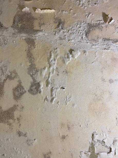 Prairie City, IA Mold Removal Company