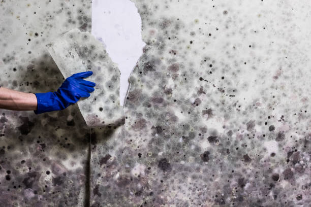 Mold Removal and Inspection in Prairie City, IA
