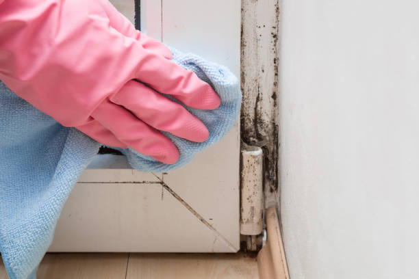 Best Affordable Mold Removal  in Prairie City, IA