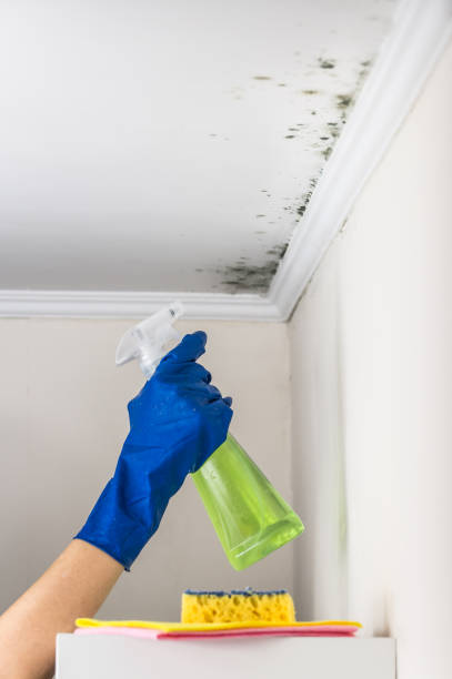 Best Local Mold Removal Service  in Prairie City, IA