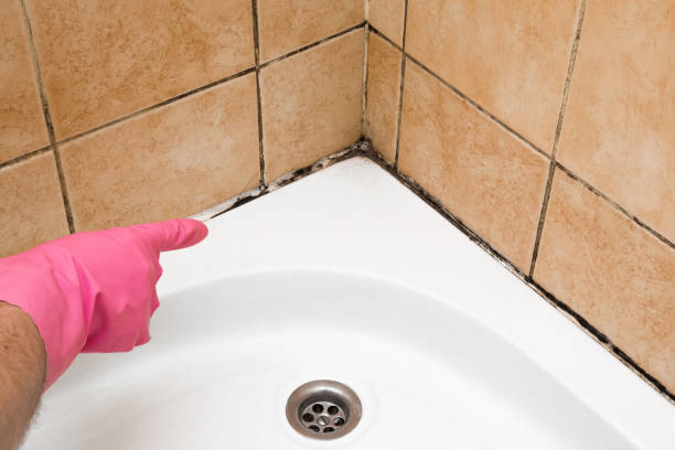 Best Fast Mold Removal  in Prairie City, IA